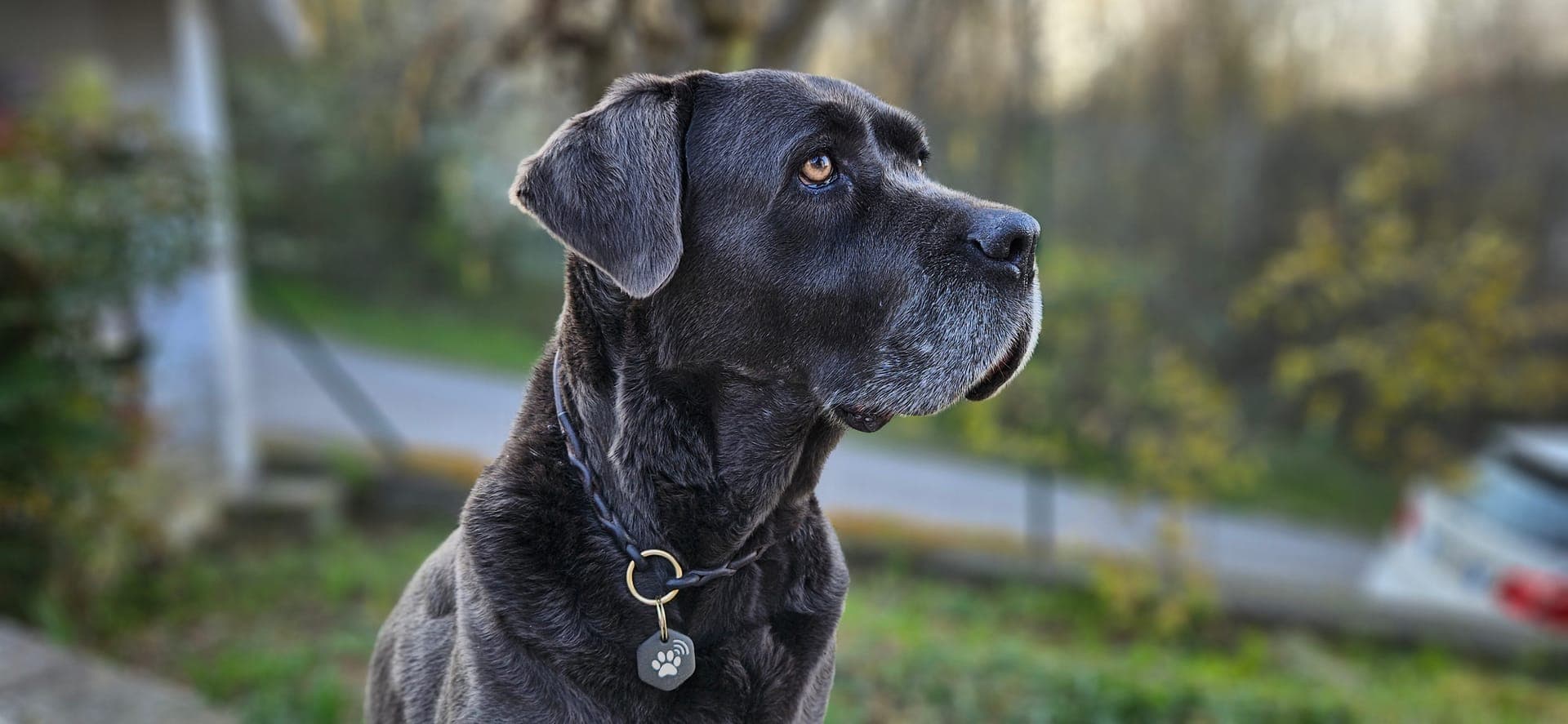 Primo piano di cane nero con tag patME al collare