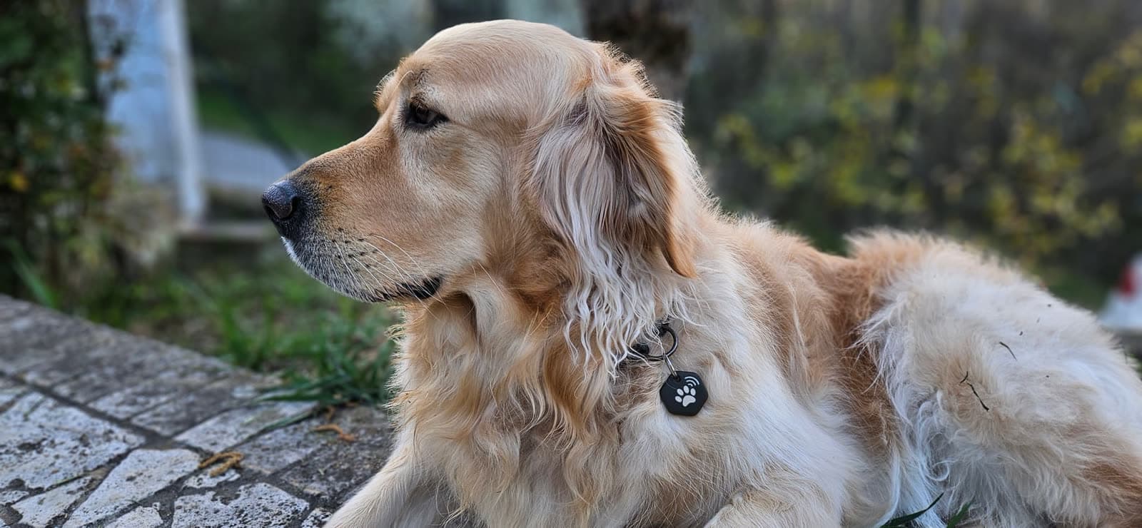 Golden Retriever con medaglietta contactless patME al collare