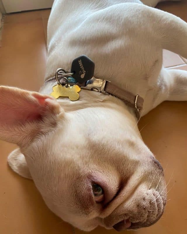 Bulldog francese bianco a pancia in su con la medaglietta patME