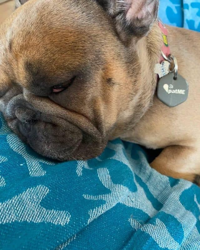 Bulldog francese che sonnecchia con la medaglietta patME