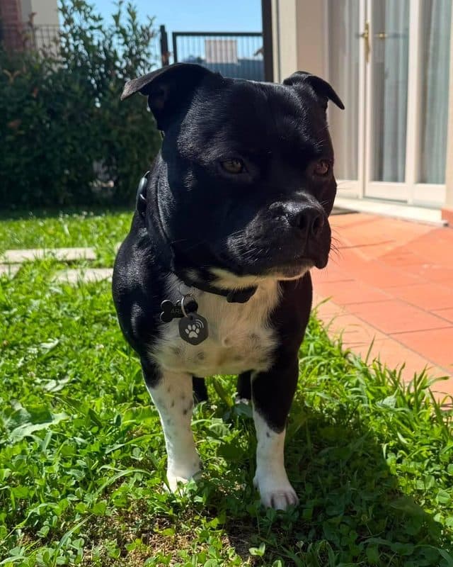 Cane nero con il petto bianco in giardino, con la medaglietta patME