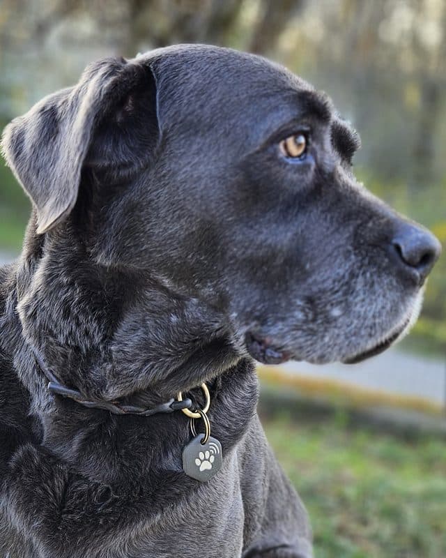 Cane grigio con la medaglietta patME al collare