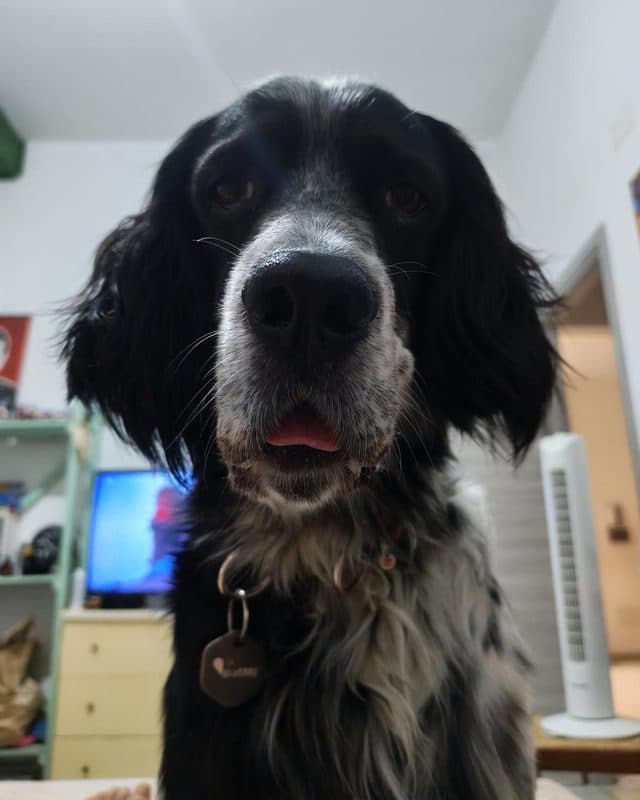 Cane bianco e nero dal pelo lungo con la medaglietta patME