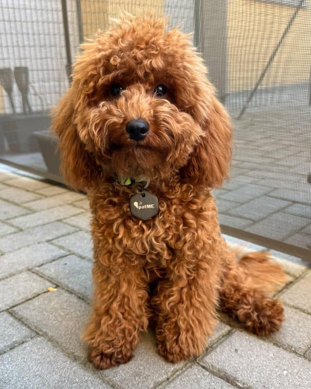 Cane dal pelo riccio rosso con la medaglietta patME al collare