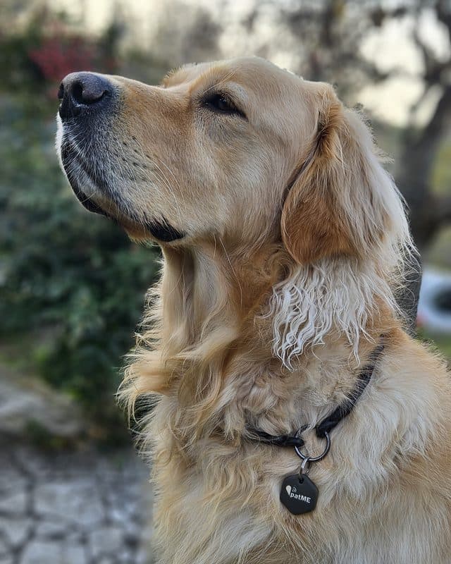 Golden retriever con la medaglietta patME al collare